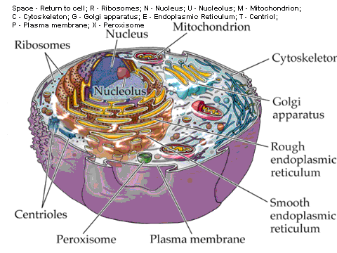 download organelles for free download organelles for free